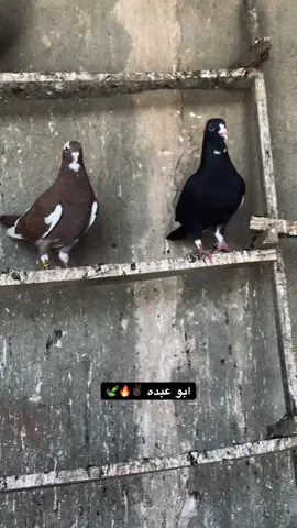 #شوامل #السيف #الذهبي #ابو #عبده #سند #الجبور #بصراويات #الشعب_الصيني_ماله_حل😂😂 