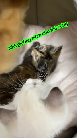 Nhà giường niệm cho chó mèo #giuongnguchomeo #nhachomeo #thucung #giuongchomeo #cat #xuhuong #meo 