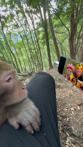 #MonkeyBusiness #CuteMonkeys #WildlifeAdventures #MonkeyMagic #AnimalLovers #NatureVibes #PrimatesOfTikTok #FunnyMonkeys #WildlifePhotography #TikTokBusinessCampaign  #xingxing #cute #lovely 