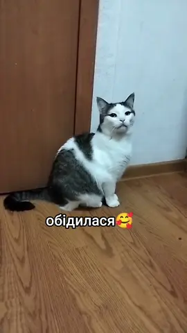 #котики #cover #rec #cat #назарянбожик #кавер #поезія #поет #рек #янко 