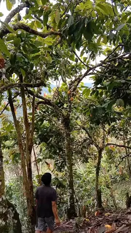 pohon kakaonya tinggi sekali #petaniindonesia🇮🇩🇮🇩🇮🇩🌿🌿 #kakaolokal #cocoafarmer #anakpetani #alam 