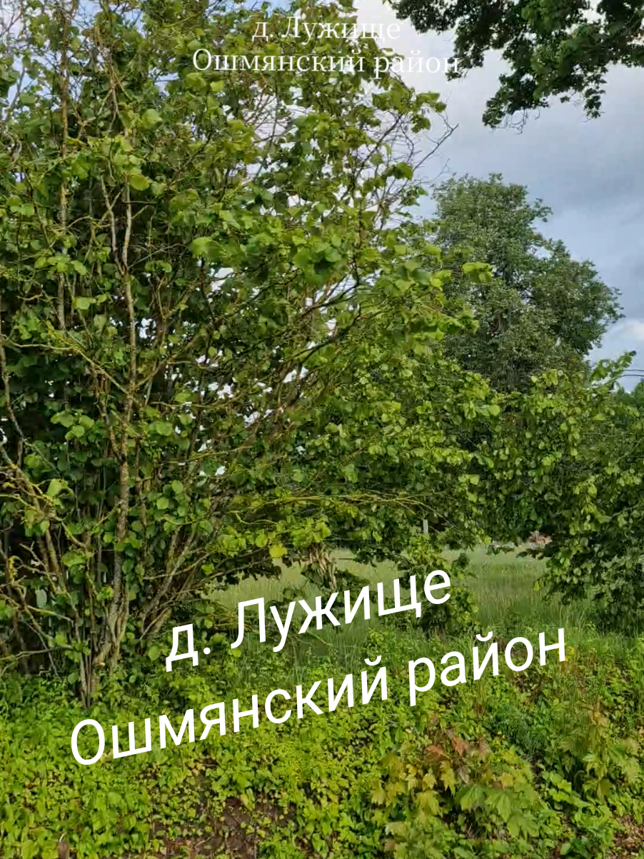 Д.ЛУЖИЩЕ ОШМЯНСКИЙ РАЙОН  #деревня #олесянесполесья #деревенскиепейзажи #деревенскаяжизнь #село #беларусь #рекомендации #сельскаяжизнь #родныкут #поехалиснамидомой #алесянесполесья #олеся #гроднескаяобласть #гродно #ошмяны #ошмянскийрайон #лужище 