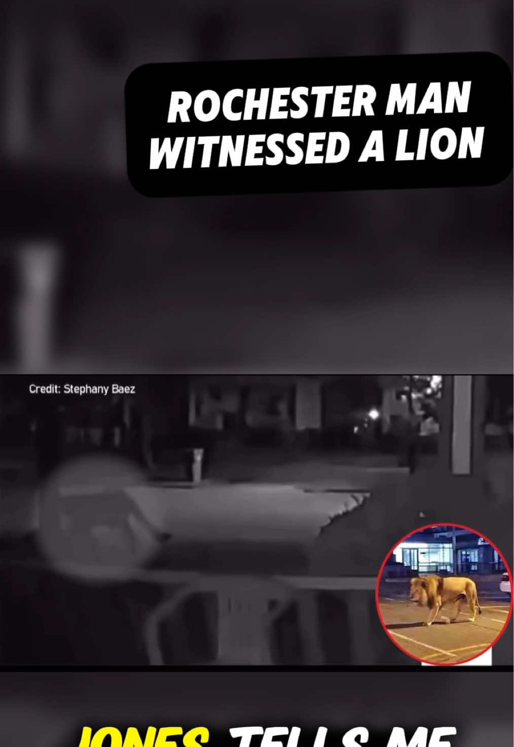 Lion roams the city | Curtis Jones #funny #hilarious #lol #eyewitness 