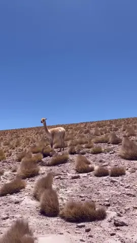 Atacama 😮‍💨✨#atacama #atacamachile #chile #desertodoatacama #atacamadesert 