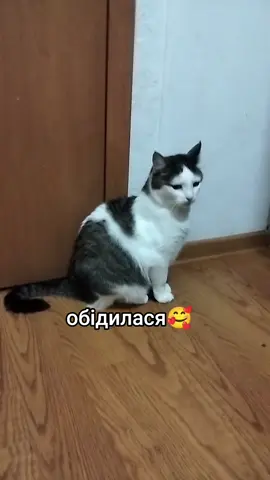 #VoiceEffects #янко #рек #поет #поезія #котики #знайомо? #поет #янко #rec #cat #кавер #назарянбожик 