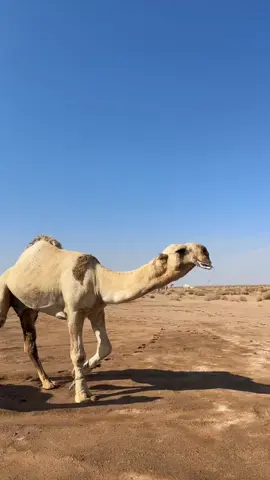 البرنس فحل منقية موجعات للمالك#عياد #الجبيل #🔥🔥🔥 #النوادر #موجعات #عطايا_الله🐪 #مقوسات_العرانين 