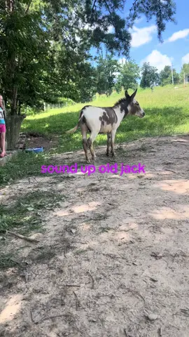 jack loves baby #donkeysoftiktok #horse #lovethemboth #country #homestead #kentucky #lovemyanimals #jack #baby #fypシ #farmlife #farmtok #viral 