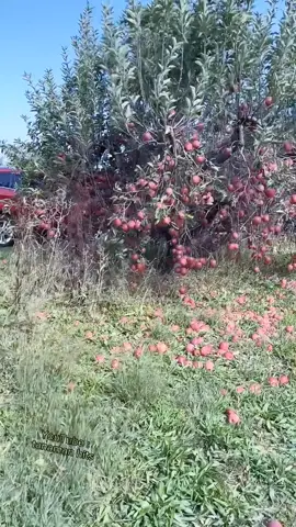 Pohon apel berbuah lebat sampai-sampai buahnya tidak ada yang mau memakannya  #Apple #fyp #fruit #pertanian #perkebunan #buahbuahan #buahapel 