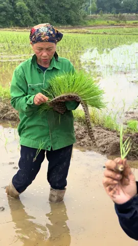 CẤY NÉM MẠ KHAY CỰC NHANH.#cachlammakhay #cachreoma #khayma #ungchonguot #caylua 