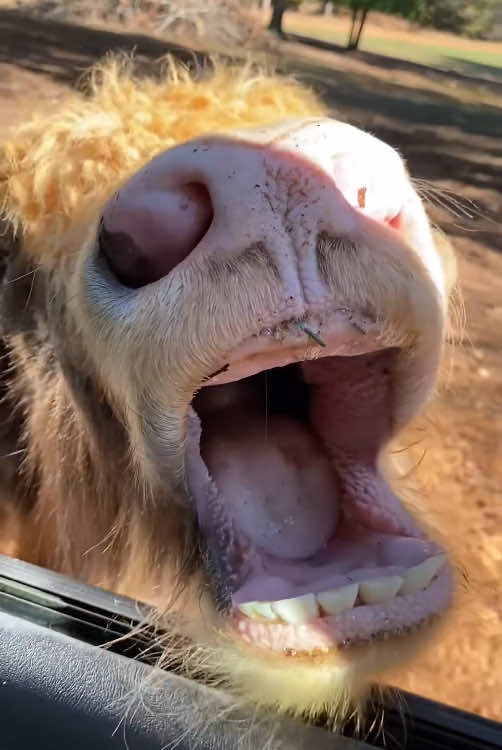 Happy cow#happycows #happy #cow 