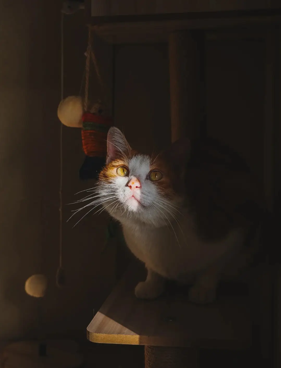 Cuộc sống như một dòng chảy, có thể sôi nổi trên bề mặt nhưng tĩnh lặng dưới lòng sâu. Có thể quanh co ở đoạn này rồi lại thẳng tấp ở khúc khác. Nhưng quãng nào cũng mang nhiệm vụ truyền tải thông điệp sống... #otrotrangian #binhyen #mèo #photography #chill #cat #xuhuong 