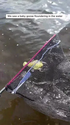 This couple rescued a baby goose and adopted it #animal #animalsoftiktok #animallover #rescueanimals #goose 