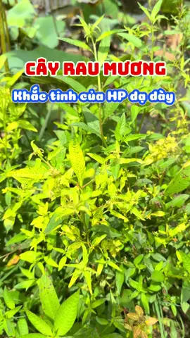 Cây rau mương khắc tinh của vi khuẩn HP #hieuthaoduoc #thaoduoc #thaoduocthiennhien #baithuocdangian #baithuocdangiantainha 