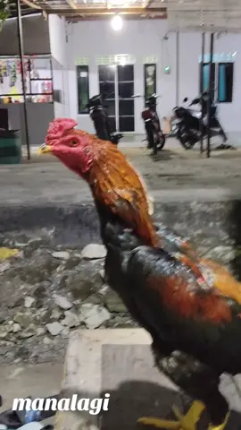 #fyp #ayam salam satu hobi🐓
