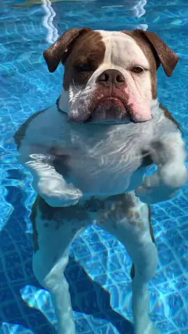 Leonard 💙#mommasboy #animalfriends #bulldogsoftiktok #alapahabluebloodbulldog 