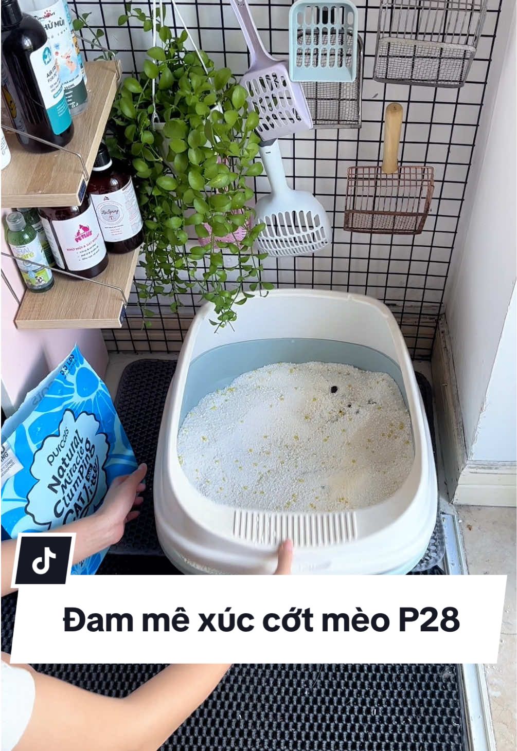Lần đầu xài cát sắn kiểu #catvesinhchomeo #catvesinh #catsan #asmr #xuhuong #trending 