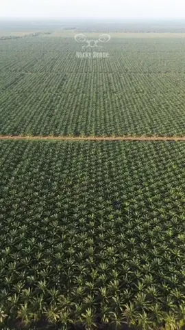 Lahan sawit idaman 😱😱🌴 Lokasi📍 PT. THIP @thip.official  #sawit #kebunsawit #bossawit #kulisawit #sawitriau #fyp 
