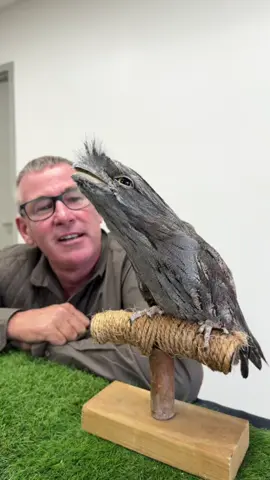 The Tawny Frog-Mouth is family of the Nightjar - native to Australia, absolutely wonderful birds! 🦅🙌🏻