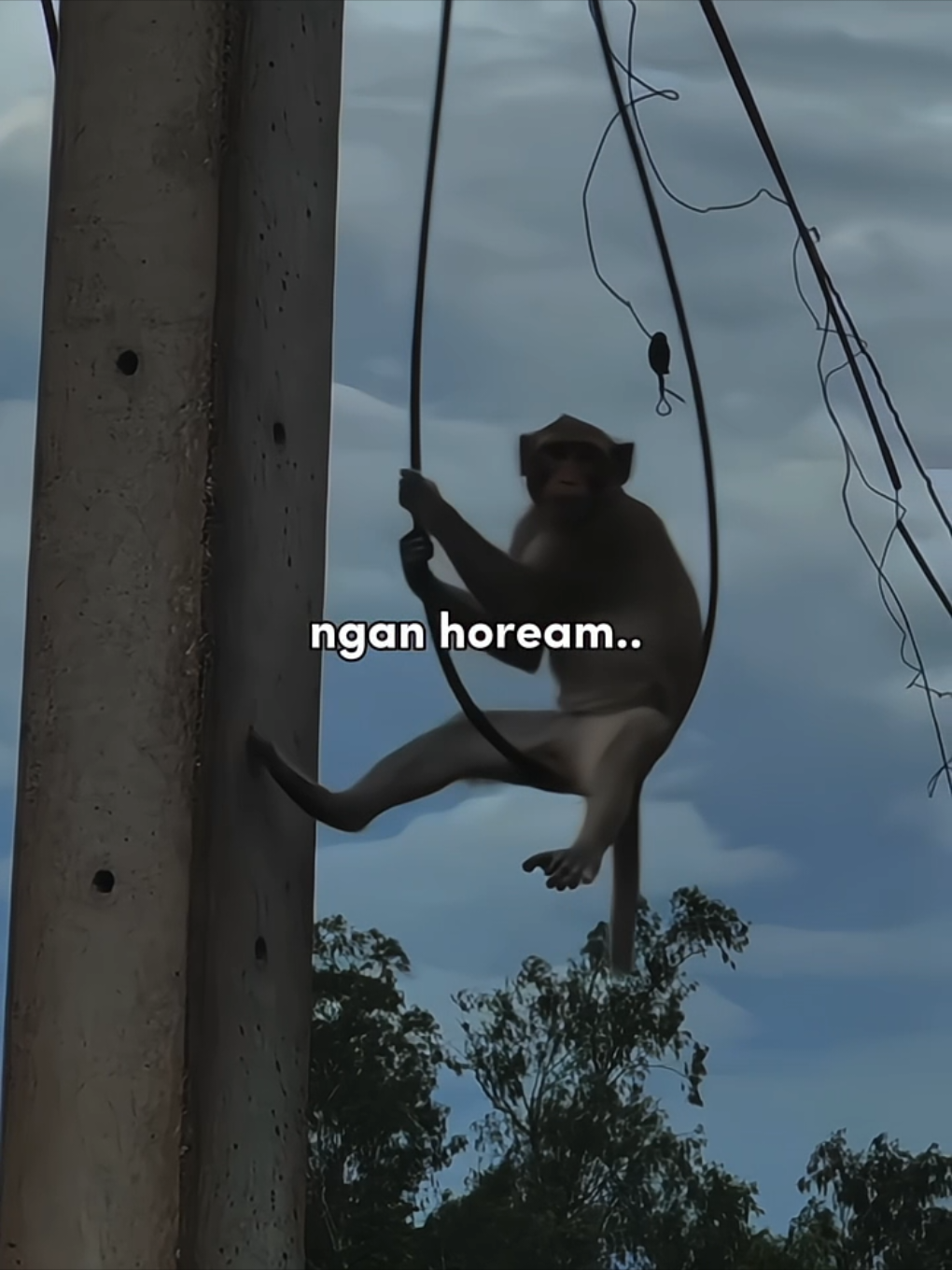 ah hoream we 😩 #storysunda #katakatasunda #monyetlucu #fypシ 