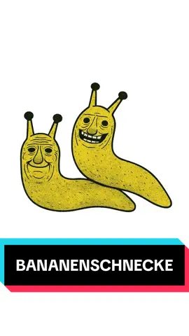 Dieses Tier hat etwas, was sich viele von uns Wünschen #schnecke #tiere #WissenFürAlle #Tierfakten 