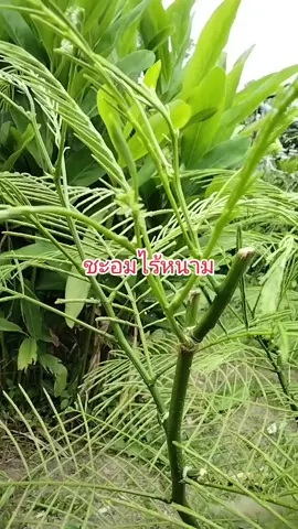 กิ่งตอนชะอมไร้หนาม 10 กิ่ง 119฿ ยอดสวยไร้หนาม#ต่อเกษตรกร 