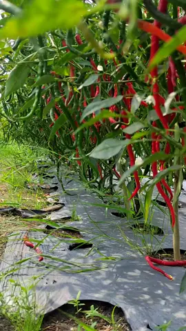 naik lagi 🌶 #petanicabe #petani #petanicabaiindonesia #petanimilenial #petanimuda #petaniindonesia #petaniindonesia🇮🇩🇮🇩🇮🇩🌿🌿 #petanicabai #foryoupage #fyp #fypシ゚ #CapCut 