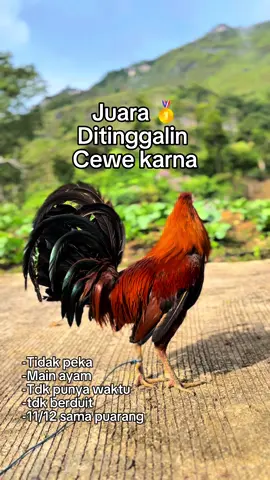 Sessa jki🤣🤣#fyp #ayamplipin🇸🇽 #CapCut 