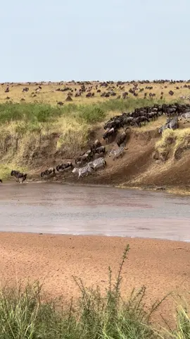 Lucky to see the great migration from Tanzania to Kenya 🇰🇪 #safari #safaripark #kenya #kenyantiktok🇰🇪 #masaai #fyp #fy 