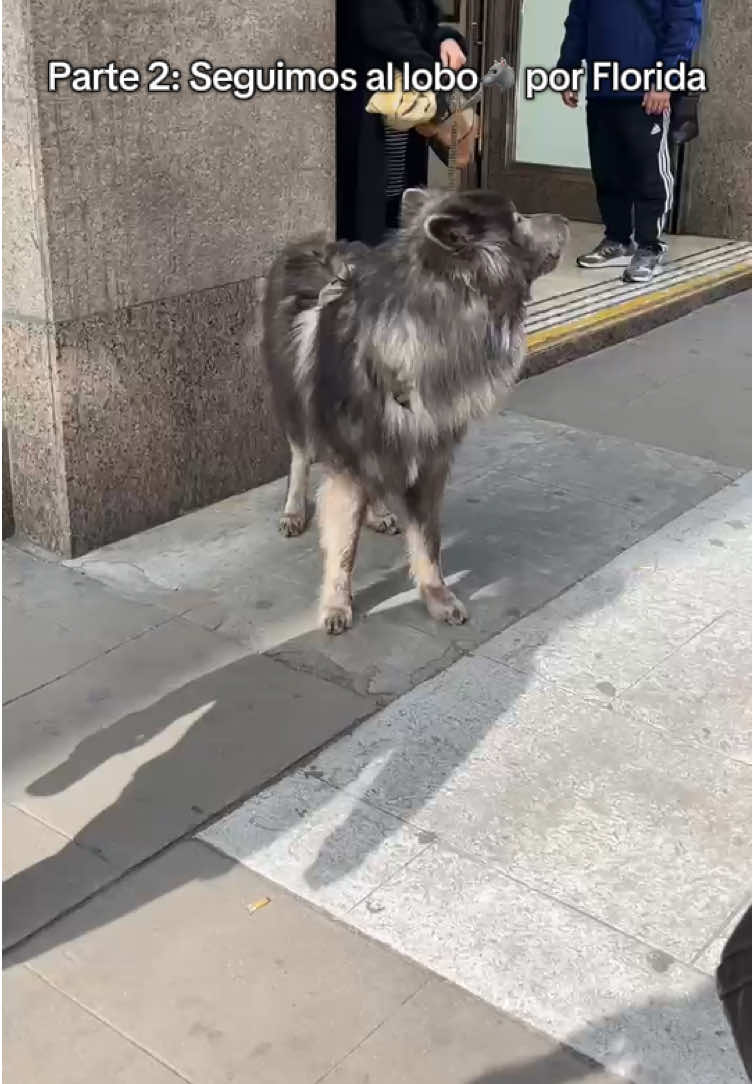 Parte 2 🐺   El lobo seguía caminando tranquilo por Florida…   Y la gente no lo podía creer.   ¿Lo viste vos también? #lobo #viralargentina #florida #perrolobo #historiasreales #parte2 #tiktokviral 