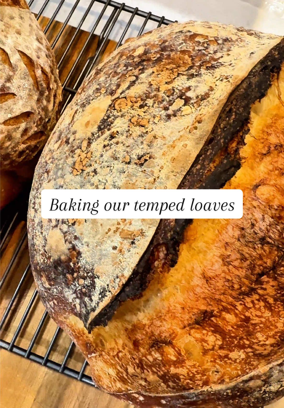 Temping the dough worked great to gauge bulk fermentation timing on these loaves! You can check out my previous video going over how I did it! #sourdough #sourdoughbread #sourdoughbaking #sourdoughforbeginners #sourdoughtok #fyp #sourdoughtips 