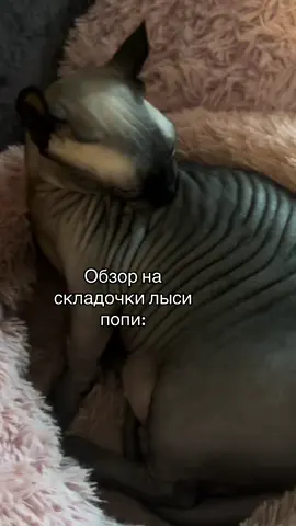Из так много 😱😱 #сфинкс #кошка #лысикоти #лысипопи #животные 