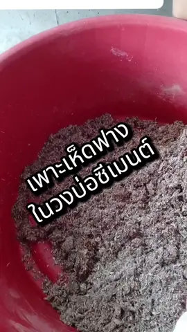 เพะห็ดฟางในวงบ่อซีเมนต์#เกษตรผสมผสาน #เพาะเห็ดฟาง #เห็ดฟาง #เชื้อเห็ดฟาง #เกษตรไฮเปอร์ #longervideos 