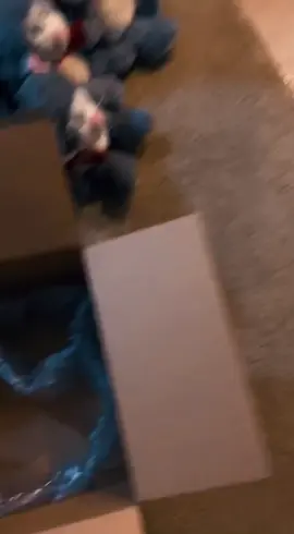 No cat can resist a box 😂 #funnycat #cat #cats #catsoftiktok #funnyanimals