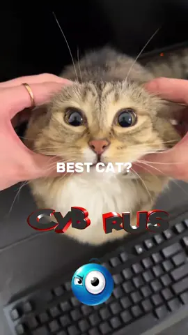 cat едит (без ауры) #Luna  #rigby  #Floppa #UncleBao