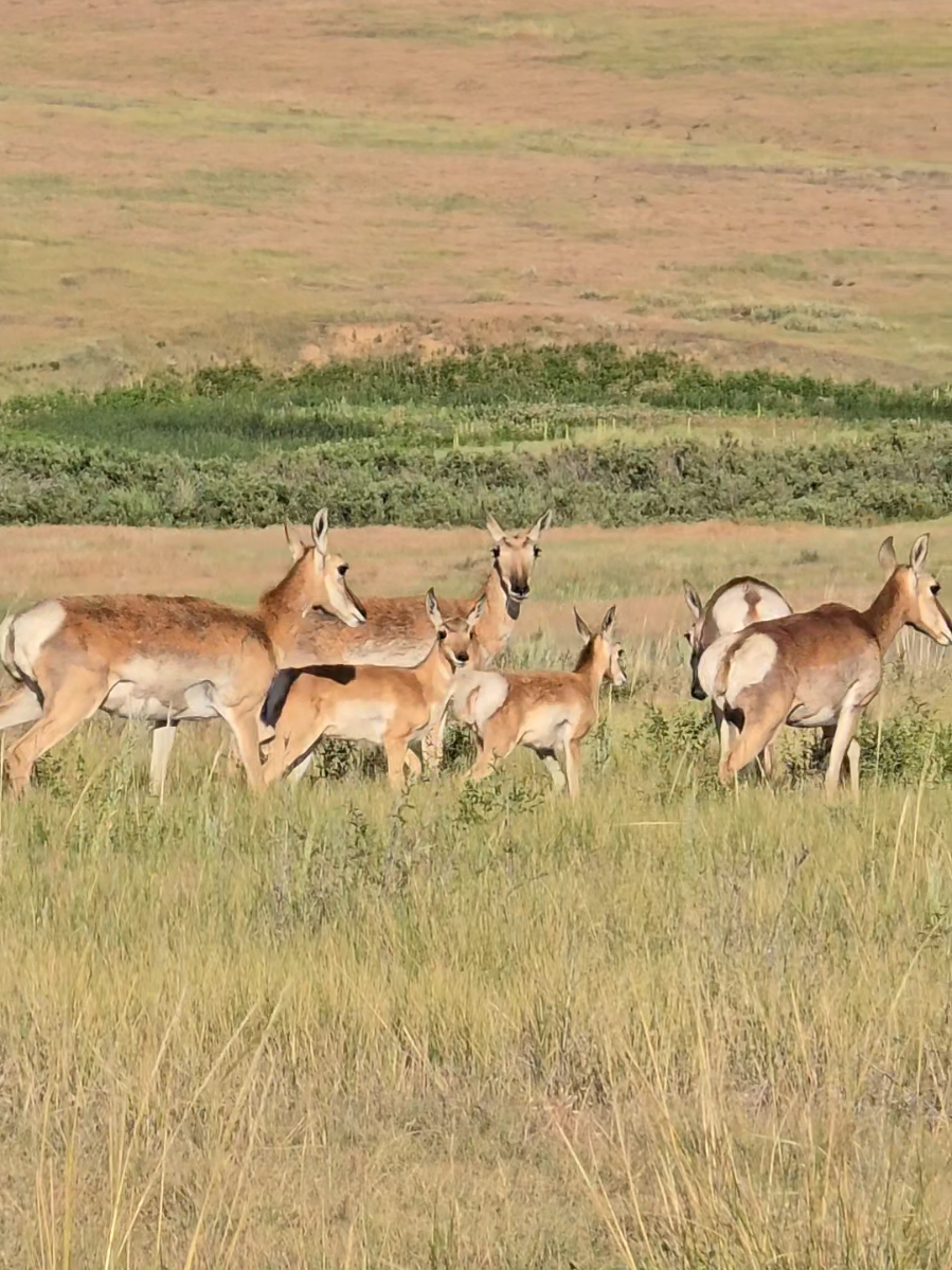 This is easily one of the best spots near Denver. There's tons of wildlife here, flat trails, and wide open prairie views. It's the perfect place to reset, right inside the city.