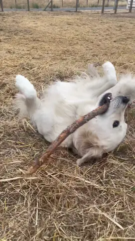 Weekend vibes! #dogsitting #doglife 