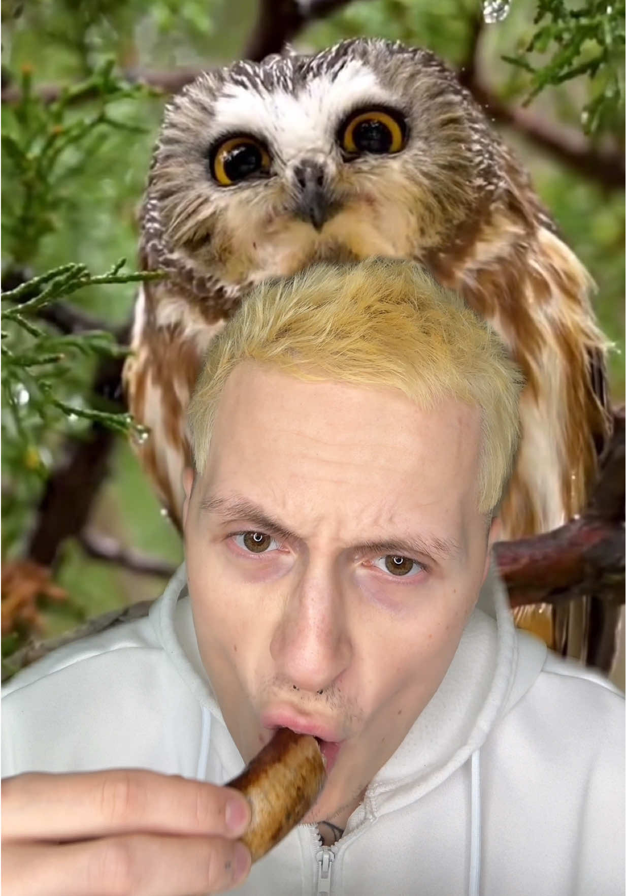 Сова угостила   #наука #факты #природа 