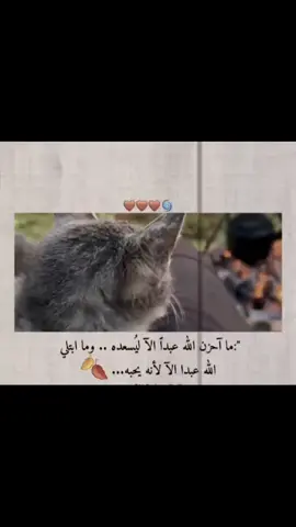 #وتباعدت_اجسادنا_في_فرضنا  #وغدا_يقول_أمامنا_سدو_الخلل🖤❤️✨️  #صعيدي_ياخال_والاسم_لوحدو_مواااال #سوهاج_بلدي_وافتخر_بيها #سوهاج_قنا_اسيوط_اسوان_المنيا_الاقصر 