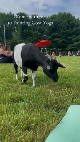 fun fact: i have the same disease as fainting goats, so this was a must! 🧘🏼‍♀️ 
