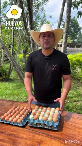 Diferencia de los huevos de colores y huevos marrones 🪺❤️‍🩹  Nuestras gallinas están al libre pastoreo y libres de jaulas ❤️‍🩹  #gallinasfelices #gallinas #gallinasponedoras #viral 