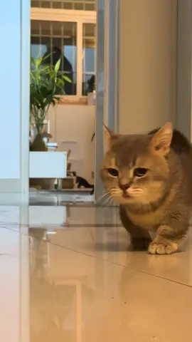 #funnyvideos #kittycat #weekend #cute #catsoftiktok #pet #cat 