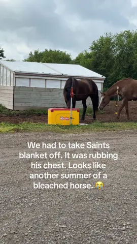From a bay to buckskin in no time. ☀️ I’m crying inside already.  #horse #horsegirl #bleached #equestrian #horseproblems 