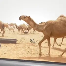 #الوبال #مشالله_تبارك_الله 