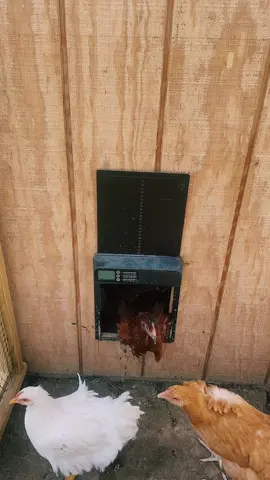 Sorry for the wind noise. Had to share! #chicken 