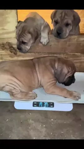 They said they want them big‼️ 7.5 weeks old - Up-to-date vaccinations and health checks - Microchipping for identification - Spay/neuter requirements - Registration papers - A health guarantee - Ongoing support and guidance - A starter kit with toys, and care instructions #boerboel #fypシ゚ #boerboelsoftiktok 