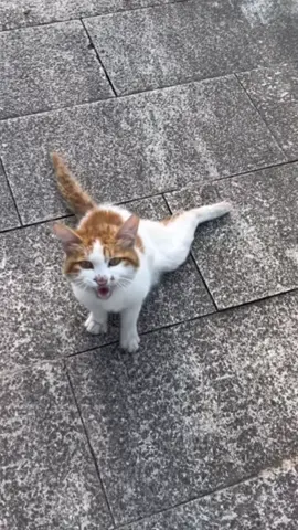 #cat #catvideo #cats #catsoftiktok #catcute 