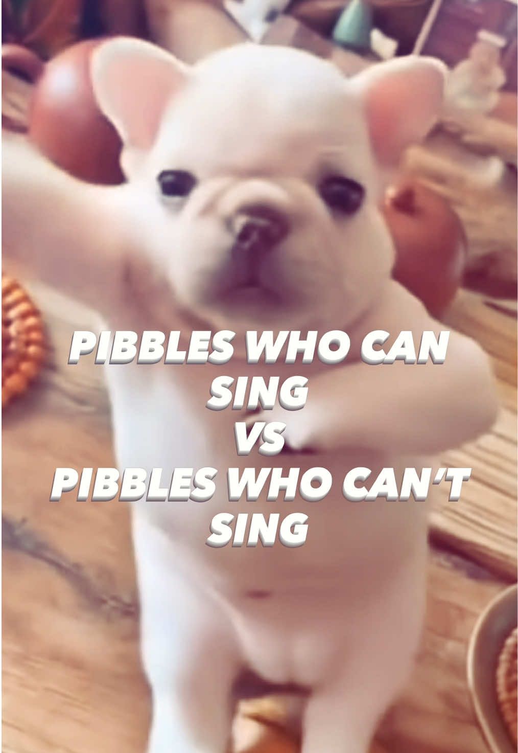 Are you guys hearing those vocals?! #pibble #pibblepalace #pibblelove #pibbleforlife #pebble #washington #washmybelly #rubmybelly #fyp #gmail #pibble12 #silly 