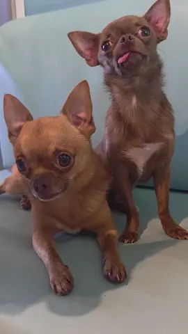 Louis & Bambi are best friends! #foryoupage❤️❤️ #foruyou #fyp #beautiful #friends 