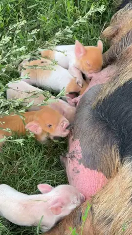 Surprise! 🥰 #fyp #foryou #kunekune #piglets #pigsoftiktok #pig #explorepage 