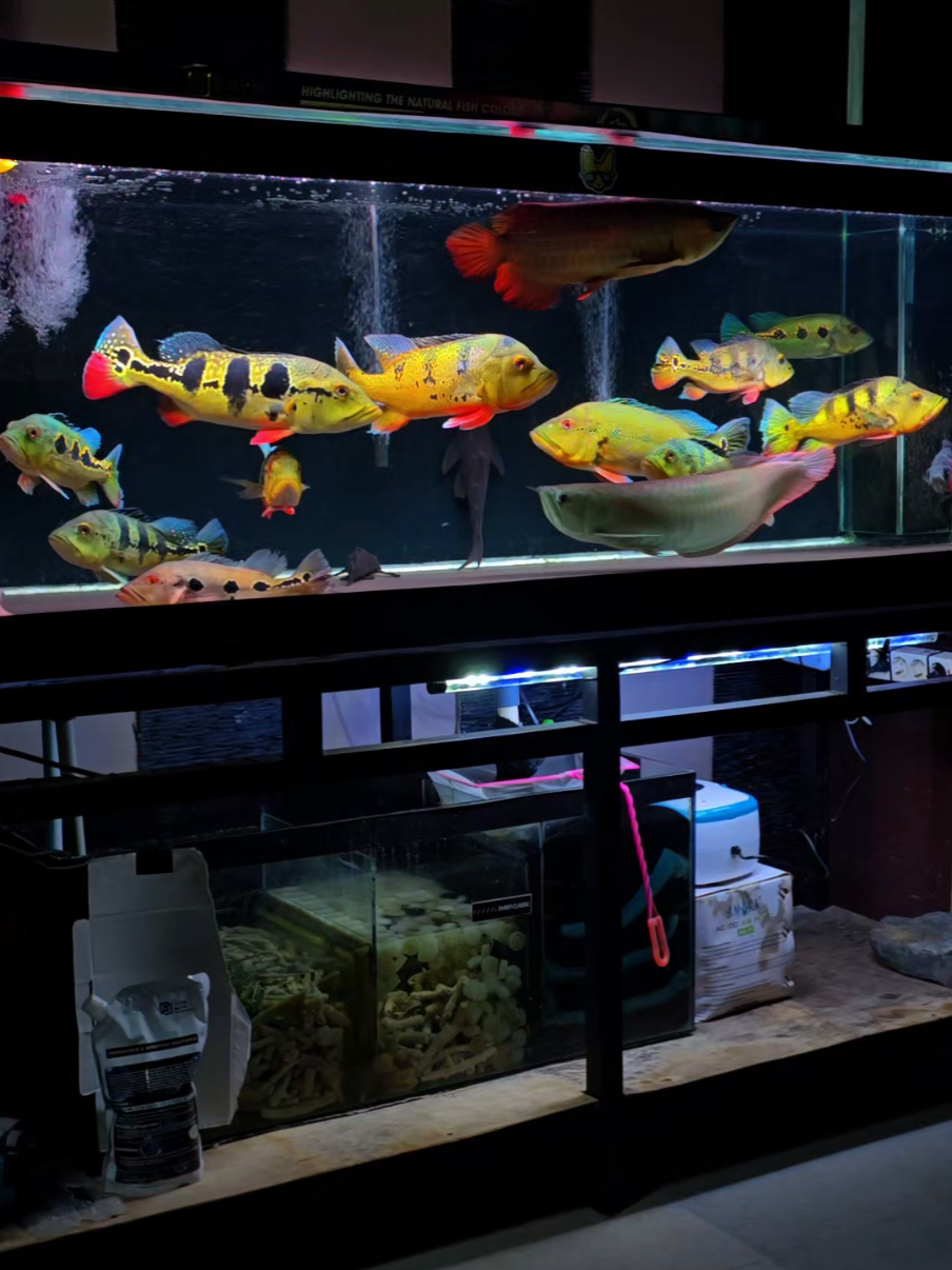 Adem anyem 💙 #relaxing #ikanhias #ikanpredator #amazon #amzonfish #ikanpbass #peacockbass #predators #ikanpredator #fyppppppppppppppppppppppp #arwana #indonesia🇮🇩 #fishtank #fypp 